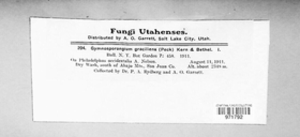 Gymnosporangium gracilens image